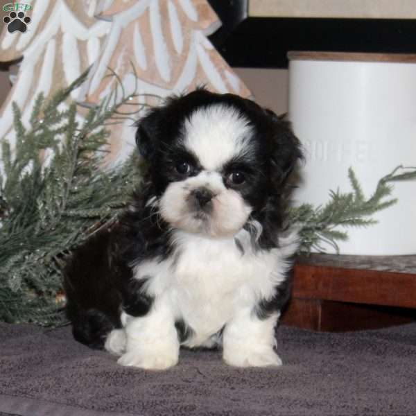 Anita, Shih Tzu Puppy